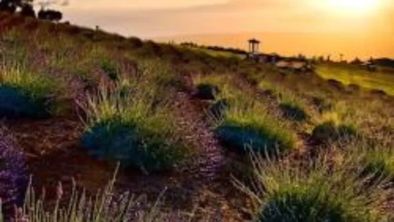 Things to Do in Maui, Hawaii: 35 Best Attractions, Beaches & Hidden Gems (2026 Guide) 11 Upcountry Maui Farms