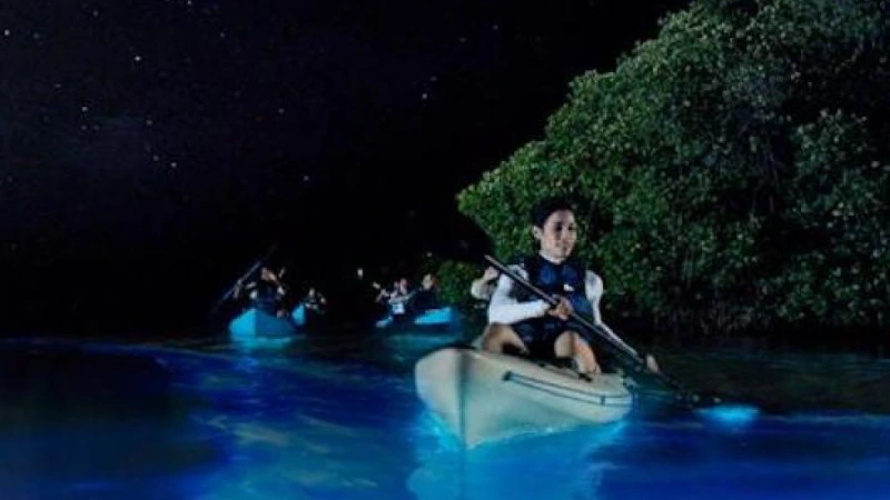 bioluminescent bay Puerto Rico glowing water kayaking at night
