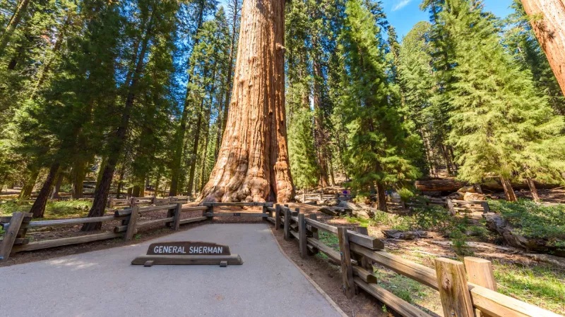 General Sherman Tree largest tree in Sequoia National Park