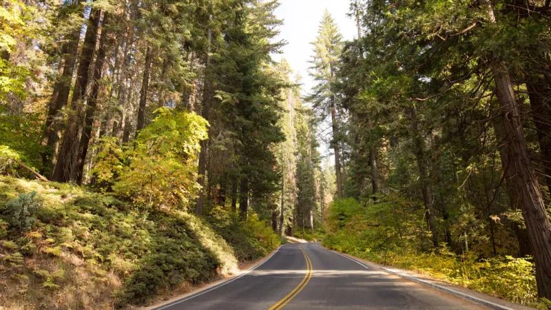 Scenic drive through Sequoia National Park forest road