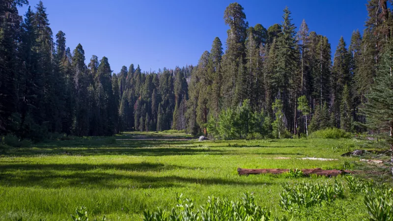 Crescent Meadow hidden gem Sequoia National Park