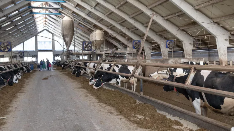 MVP Dairy Learning Center in Celina Ohio with cows inside modern dairy farm