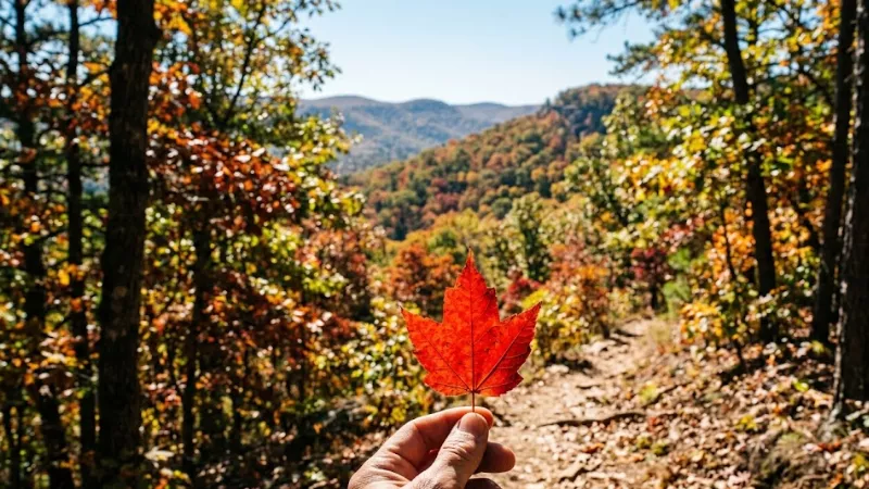 Hand holding a red maple leaf during late October peak fall foliage on a hiking trail near Hochatown Oklahoma in Beavers Bend State Park