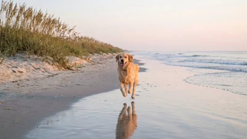 Dog running on the beach at a pet friendly Pawleys Island vacation rental