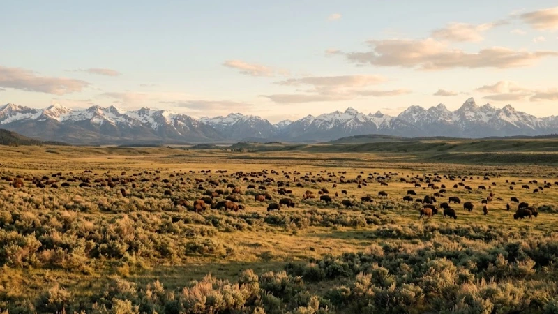 Large bison herd grazing across Lamar Valley in Yellowstone National Park with mountains in the background