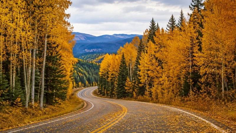 Golden aspen trees lining the Mesa Falls Scenic Byway in Island Park Idaho during peak fall foliage
