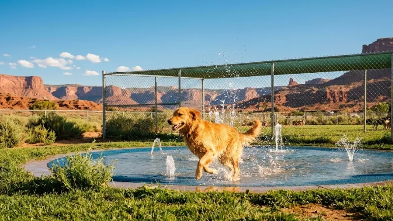 dog running through splash zone at Best Friends Roadhouse Kanab Utah pet-friendly hotel