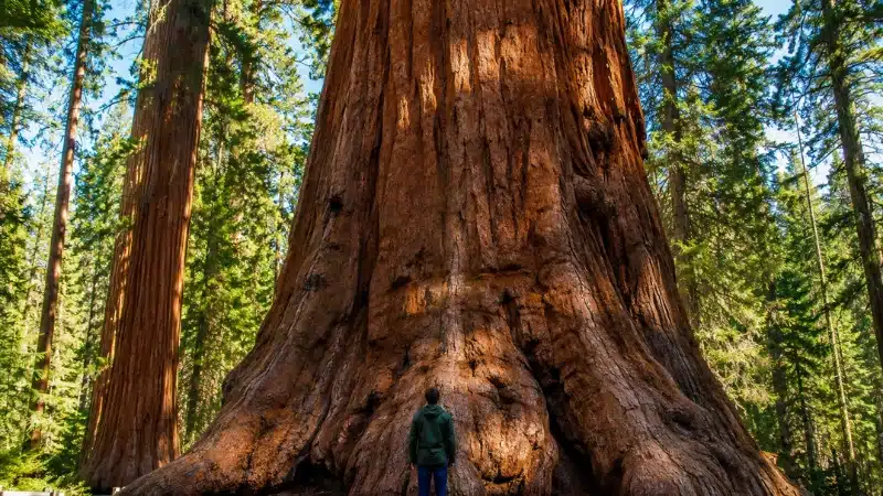 Traveler standing at the base of a giant sequoia in the Giant Forest on a Sequoia National Park itinerary