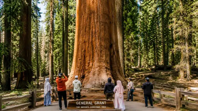 Visitors beside the General Grant Tree in Grant Grove on a three day Sequoia and Kings Canyon itinerary