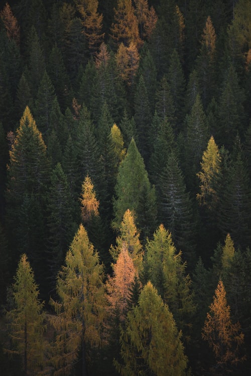 American Northeast fall foliage