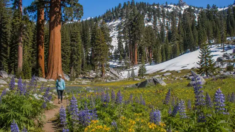 Spring wildflowers blooming below giant sequoias with snow still on higher ground