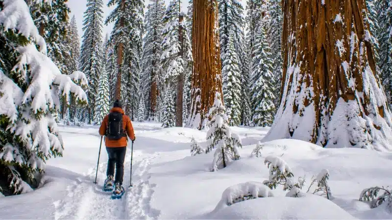 A snowshoer on a fresh snow trail among snow-covered giant sequoias in winter